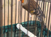2025 goldfinch mules available all singing crazy