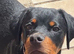 2X Rottweiler Pups