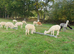 Females alpacas - Group of 6 pretty girls