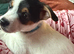 Jack Russell pupies