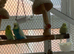 Budgies for sale, different colours, adult males and females
