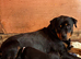 Beautiful Rottweiler girl