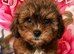Shipoo puppies ready now