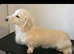 Stunning clear cream kc mini Dachshund stud boy
