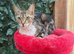 FEMALE KITTEN/ CAT NEEDING LOVING HOME
