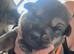 German shepherd cross puppies