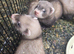 Ferret kits