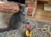 Beautiful kitten girl