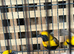 napoleon weaver finches