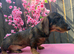 Dachshund Teckel brother and sister