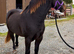 Seren - Welsh D Filly 3yr old
