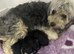 F1B Toy cockapoo puppies