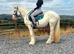 15HH RIDE AND DRIVE COB GELDING