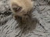 2 Cute Bengal kittens available