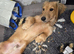 Stunning longhair minature daschund puppies x2