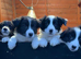 Border Collies