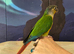 Hand reared tame yellowsided gcc (6)