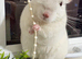 Chinchilla for rehome