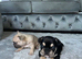 French bulldog puppies