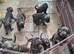 ICCF 8th gen pedigree Cane Corso (ready to leave)