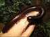GIANT BLACK AFRICAN MILLIPEDE