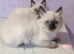 Ragdoll Kittens Looking for Loving Homes