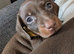 Four stunning puppies