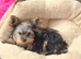 KC Registered Yorkshire Terrier Pupppies