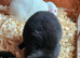 Mini lop x american blue
