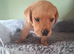 Labrador puppies