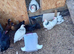 3 light sussex Cockerells and 1 hen for sale