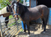 SHIRE X SPORTS HORSE - PRICE REDUCED!