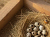 12 Fresh Japanese Coturnix quail incubator hatching eggs