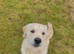 Male Golden retriever pure breed
