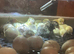 Button & Coturnix Quail eggs