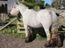 Blagdon cob filly