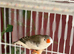 Proven pair of finches