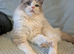 Ragdoll Stud