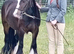 Beautiful 4 year old mare