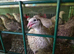 Quails for sale