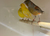 Breeding Pairs of Fife canaries