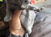 4 beautiful healthy British shorthair kittens