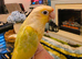 Handreared Tame conure 325 ono