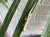 6 x Mourning Geckos