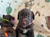 5 Beautiful Toy Jackapoo Puppies