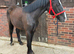 Lovely 2yr Black sports horse filly