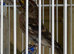 2 redpoll cocks