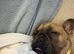 Want a French female bulldog for my 6 month old frenchie!