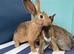 7 BELGIAN HARE KITS