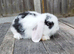 Mini Lop bunnies Pure Breed( Updated 03/07/2026)